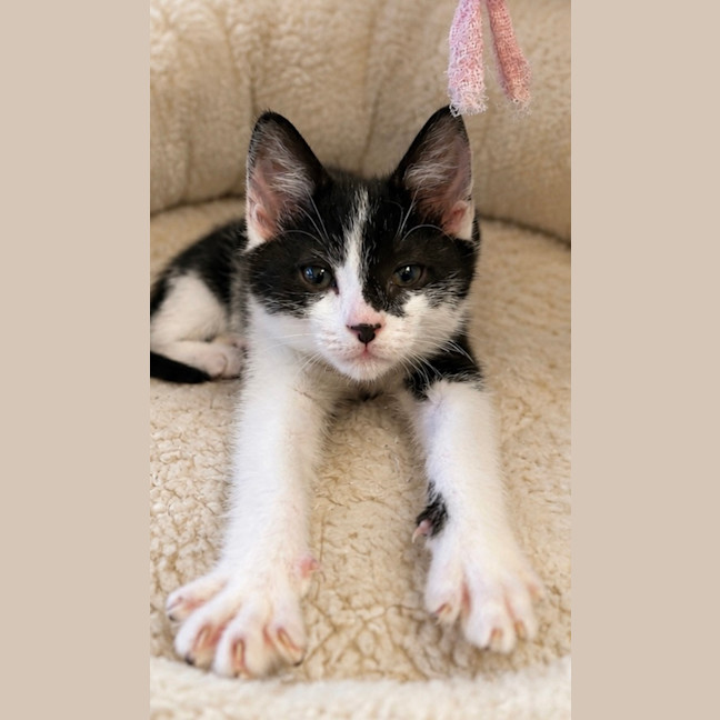 Photo of Oreo