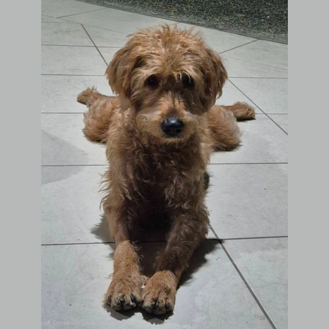 Photo of Tiki