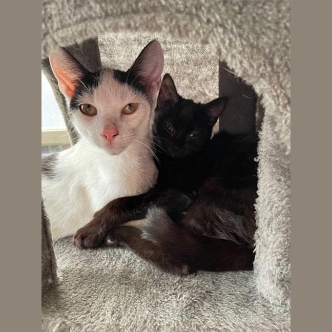 Photo of Julien   9 Month Old Domestic Short Hair