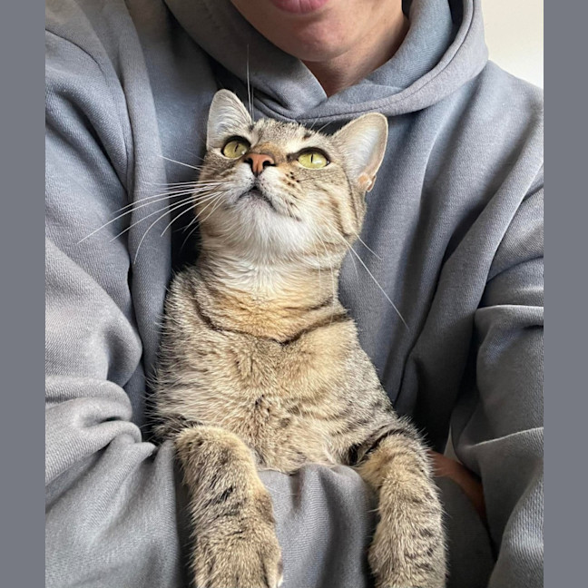 Photo of Bambi   Meet Me At The Adoption Day 28/2 Ballarat