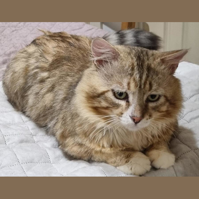 Photo of Lynx
