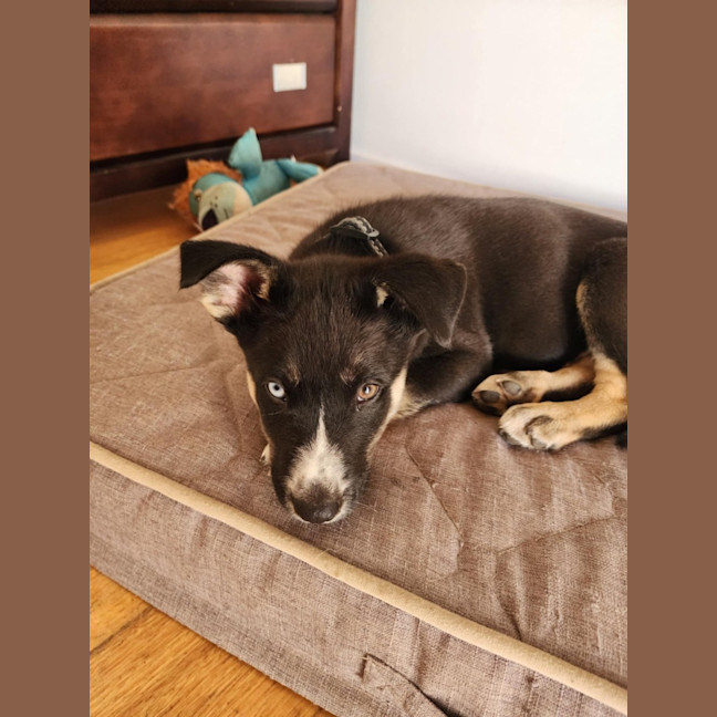 Photo of Chinook