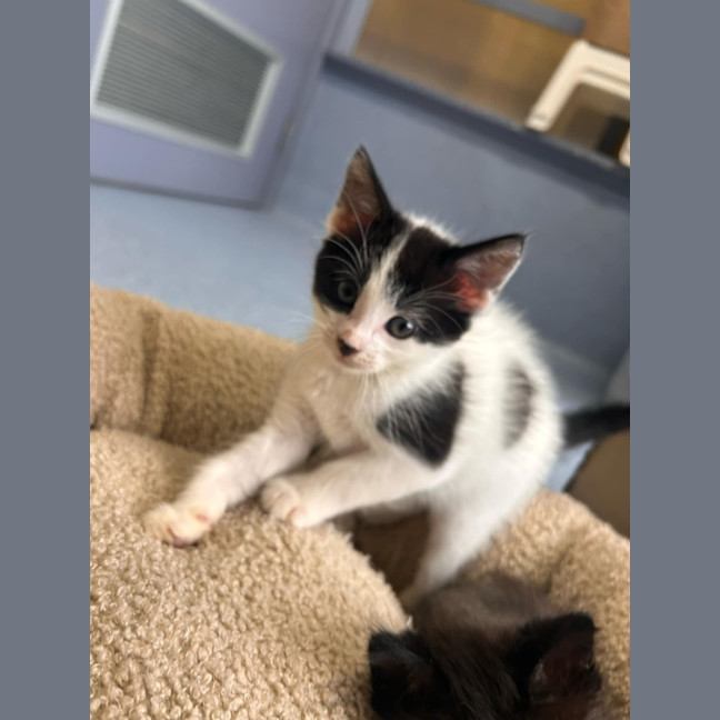 Photo of Zorks   In Foster Care In Ashburton
