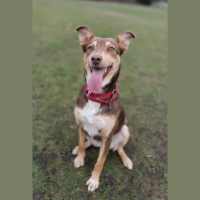 Photo of Luna