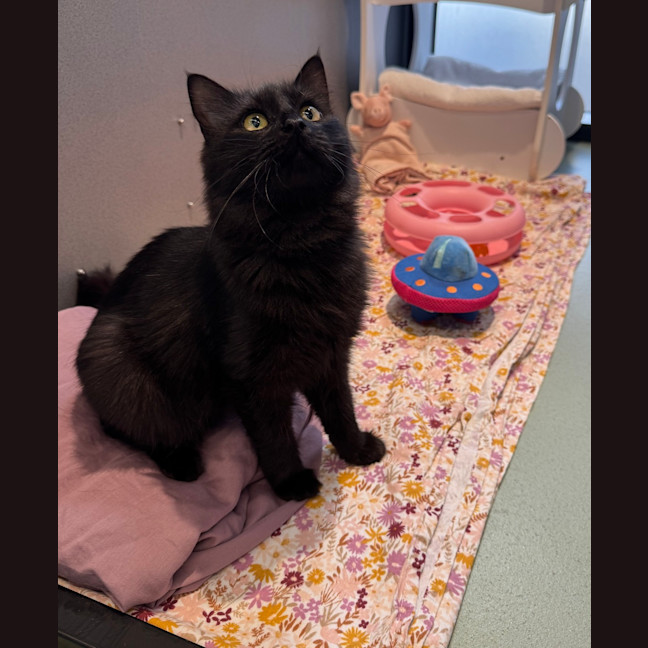 Photo of Smokey