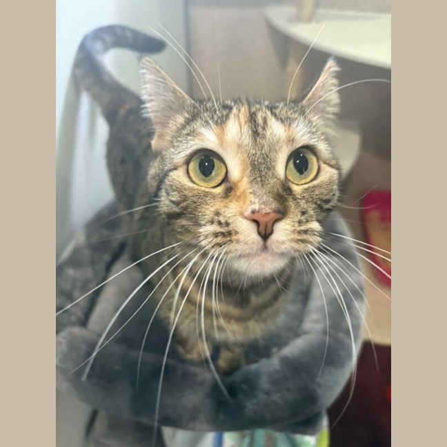 Photo of Buttercup