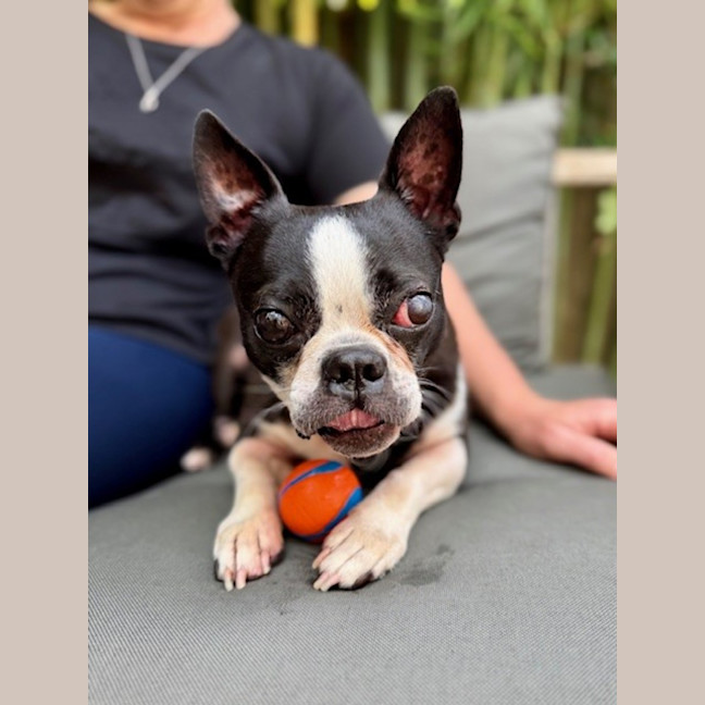 Photo of Spock & Oscar   6 Yo Boston Terrier
