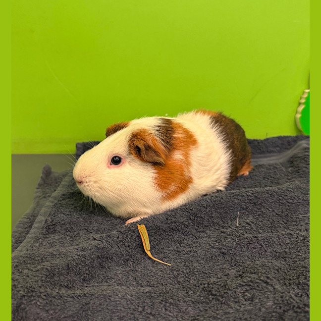Photo of Cookie