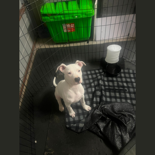 Photo of Boof   4 Month Old Staffy X (Trial)