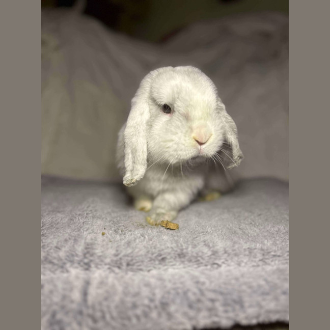 Photo of Count Von Count