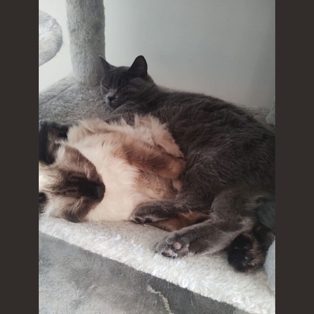 Photo of Mya (Bonded To Luna)