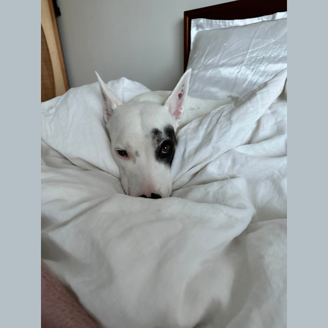 Photo of Luna Lou   2 Year Old Staffy X