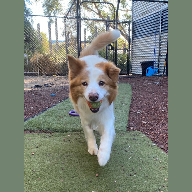 Photo of Milo