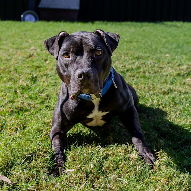 Photo of Chester