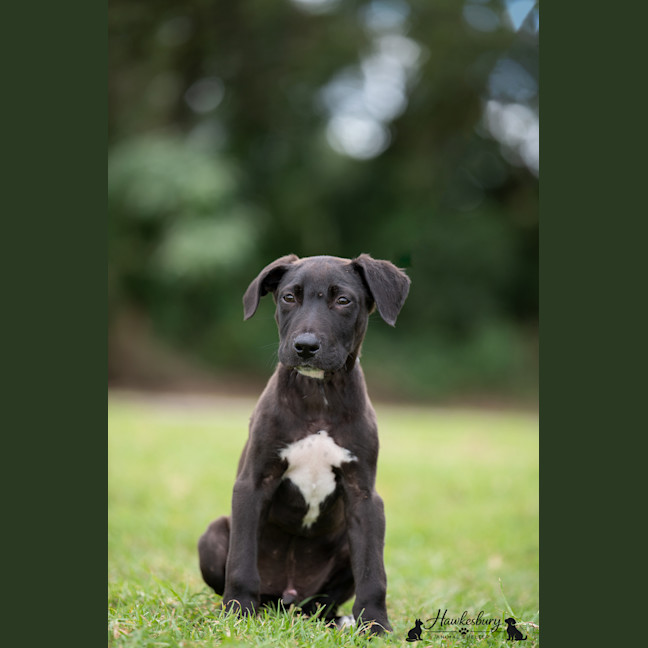 Photo of Brody