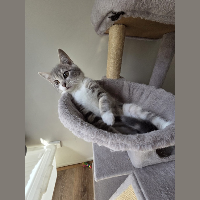 Photo of Paprika