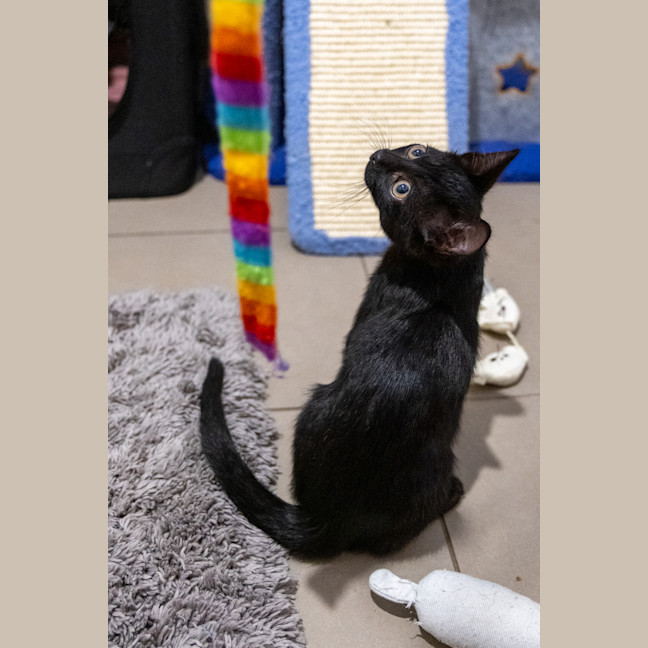 Photo of Slinky