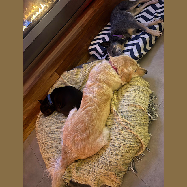 Photo of Indiana   15 Month Old Golden Retriever 