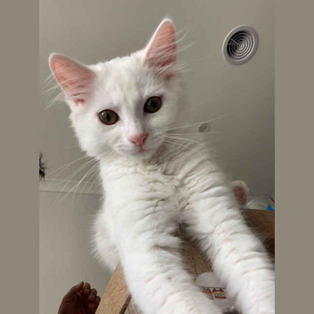 Photo of Rudolf Xenos