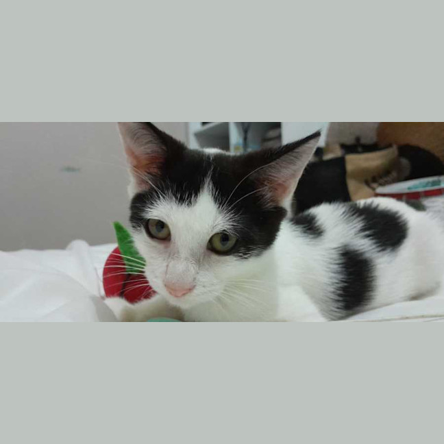 Photo of Rose