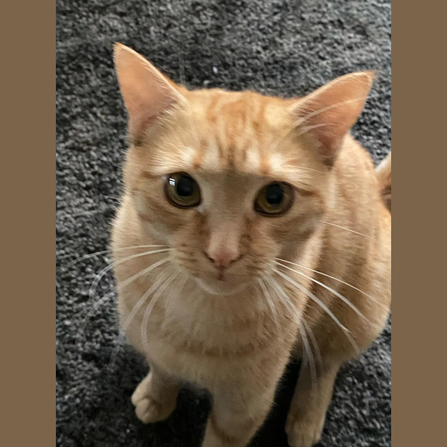 Photo of Pumpkin Meet Me@Chelsea Petstock Store 22/3