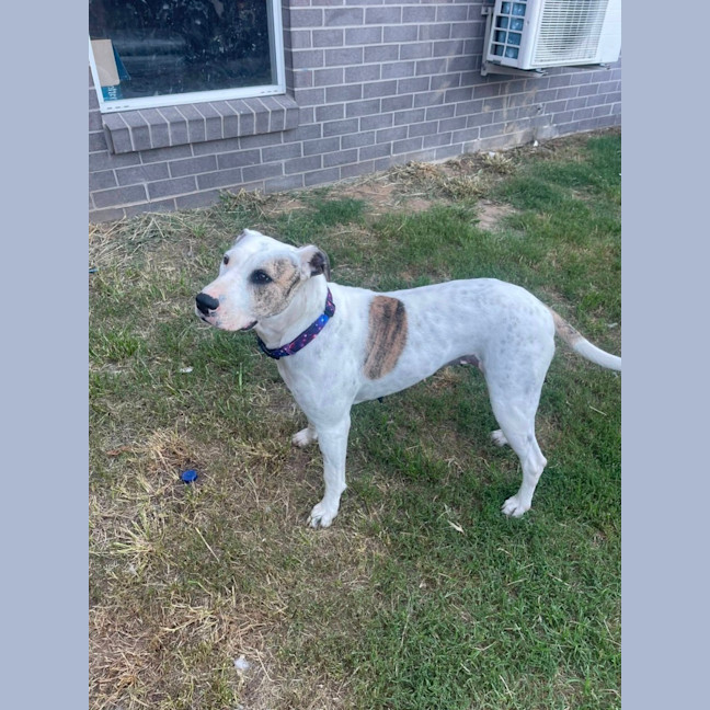 Photo of Lindy *$250 Adoption Fee*