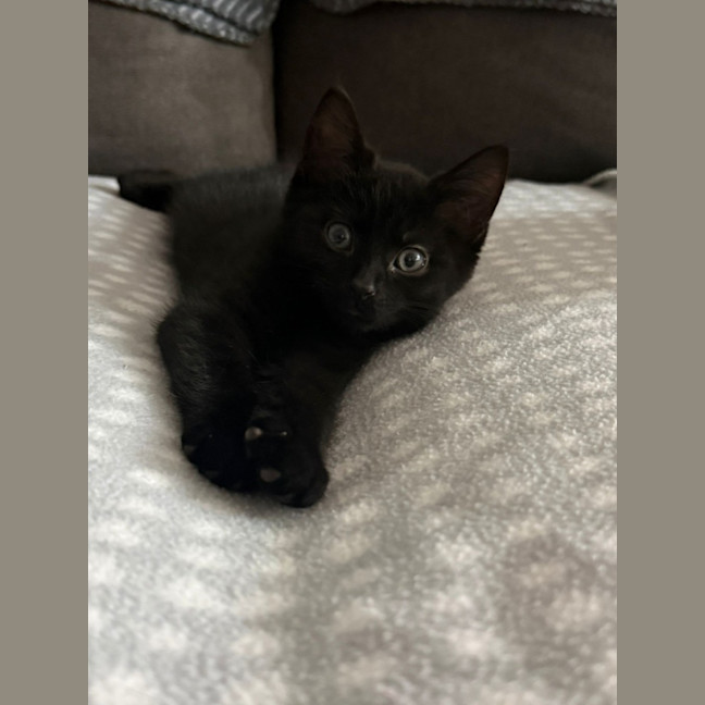 Photo of Nibbler