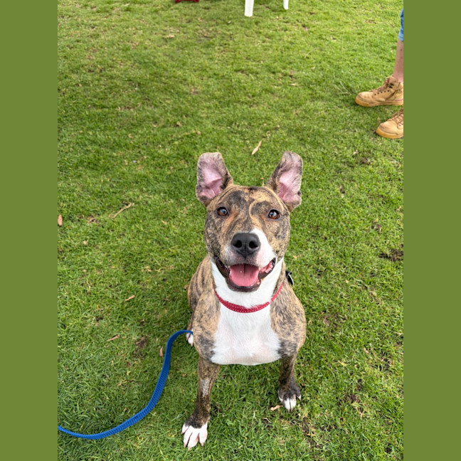 Photo of Scarlet 