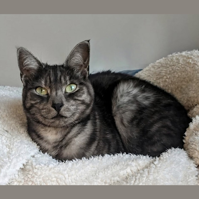 Photo of Smokey 