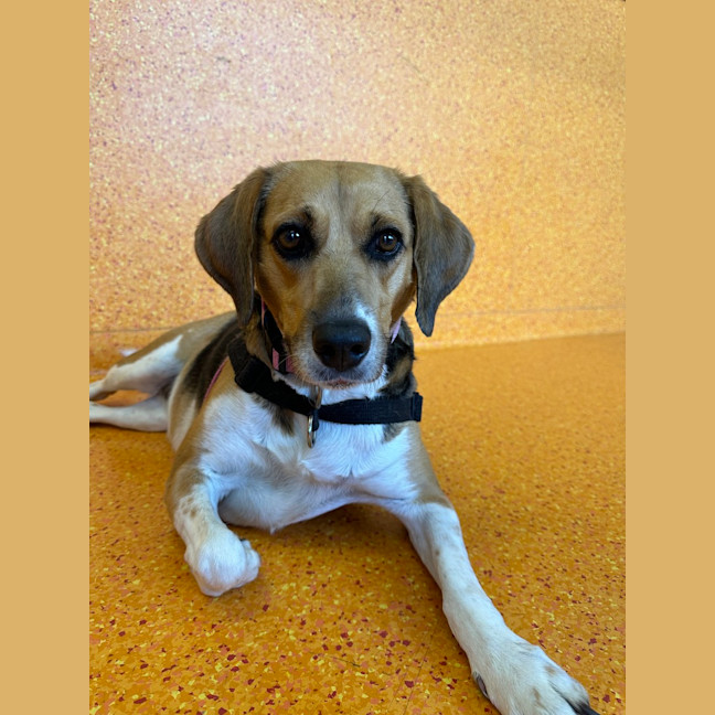 Photo of Nougat