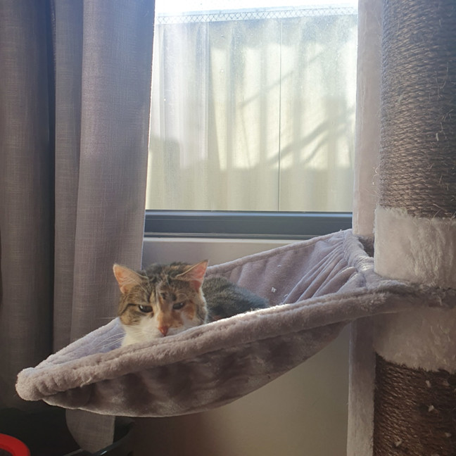 Photo of Peach