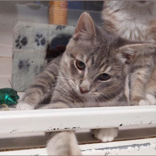 Photo of Velvet & Vo Vo