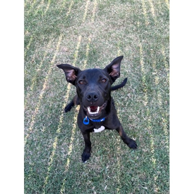 Photo of Betty *$350 Adoption Fee*