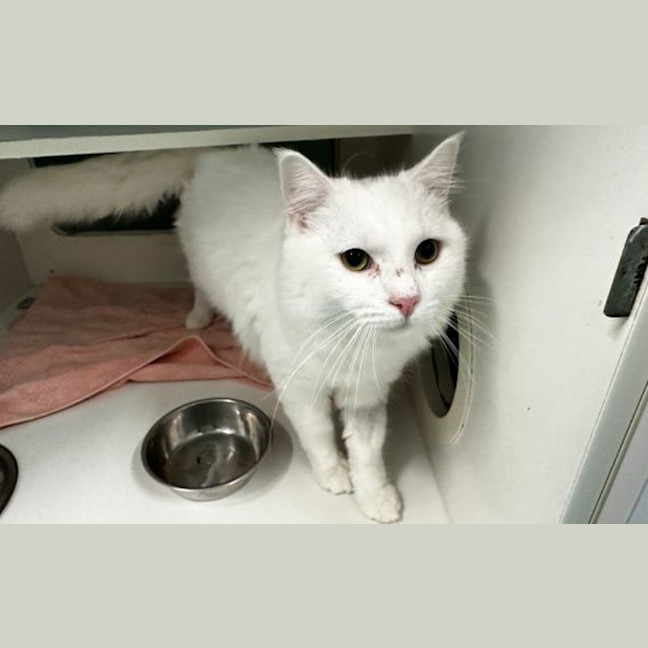 Photo of Snowy