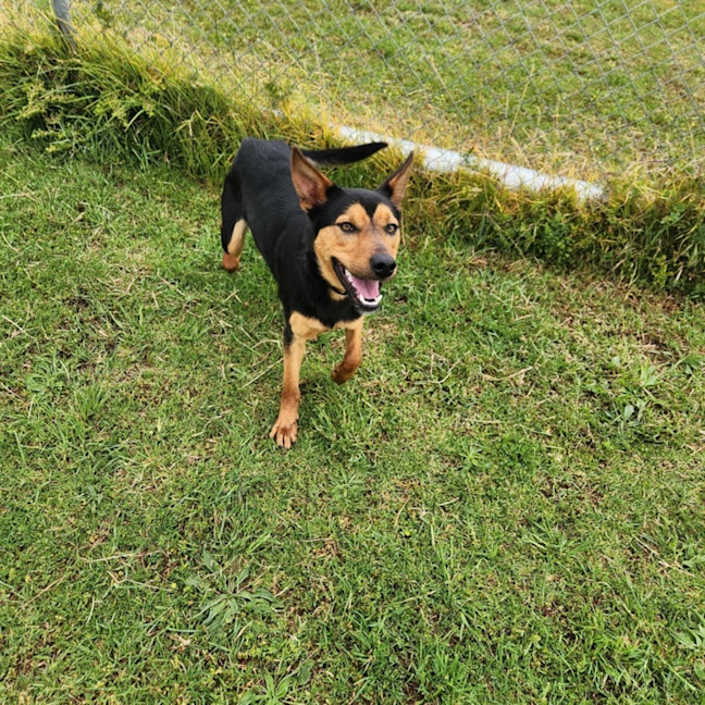 Photo of Cruiser (67259)