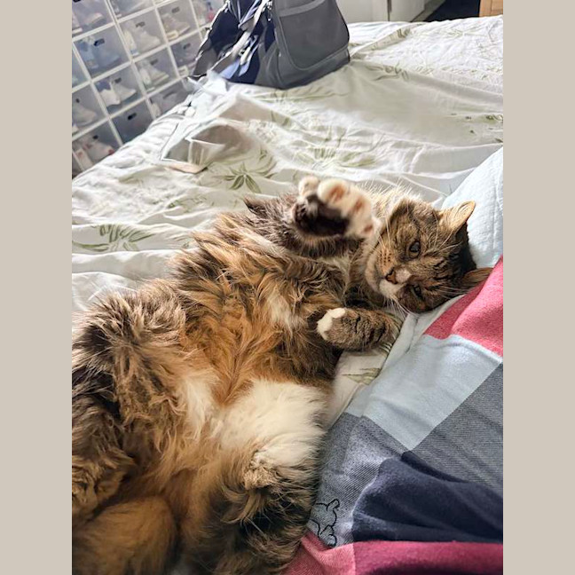 Photo of Tango