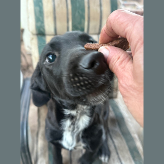 Photo of Rebel