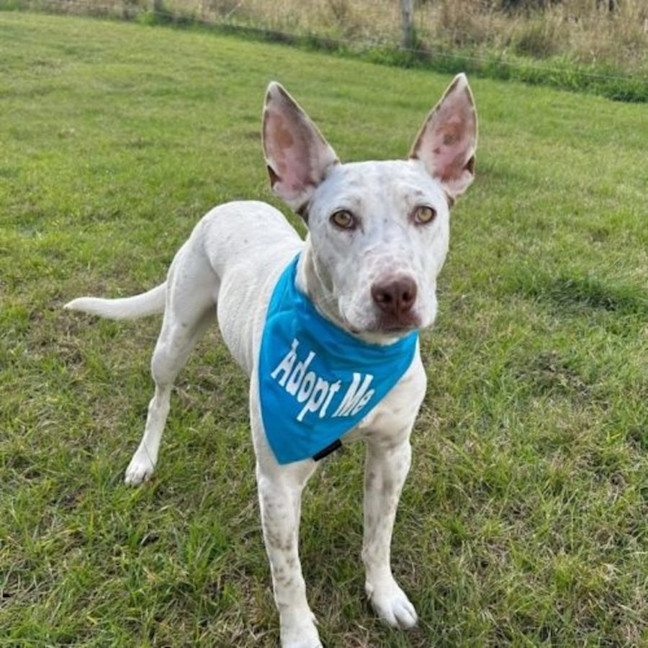 Photo of Casper