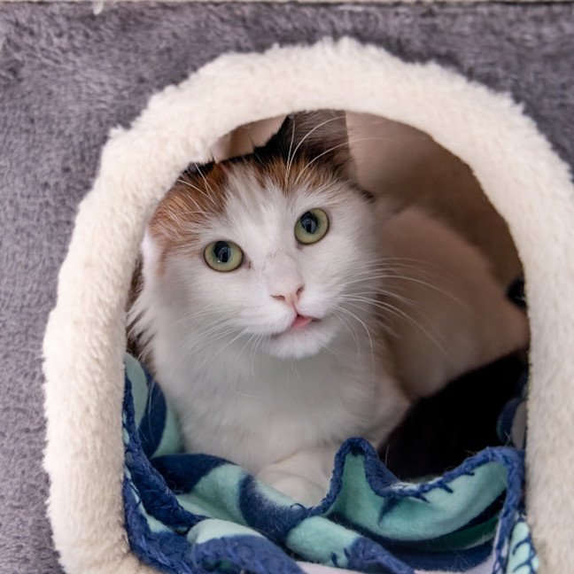 Photo of Callie