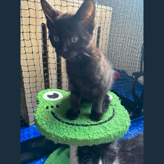 Photo of Blackcurrant 