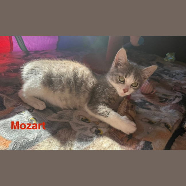 Photo of Mozart ** 2nd Chance Cat Rescue**