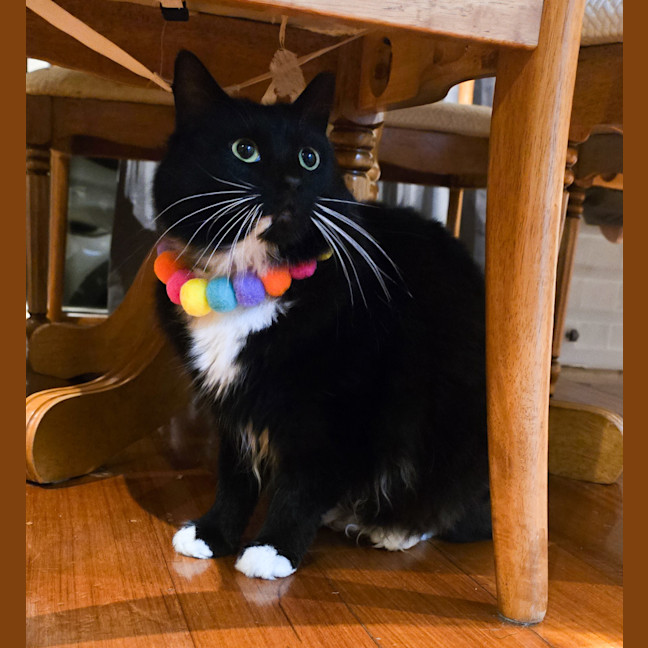Photo of Lucy