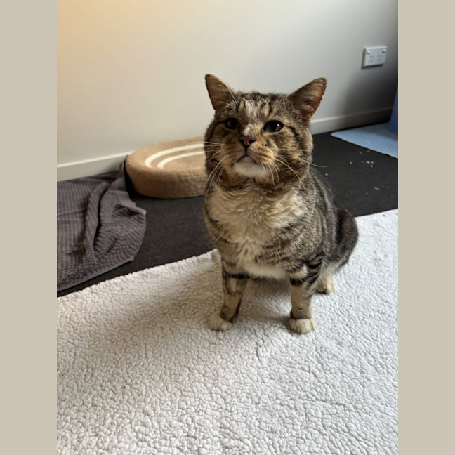 Photo of Guppy