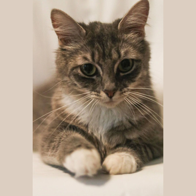 Photo of Mew