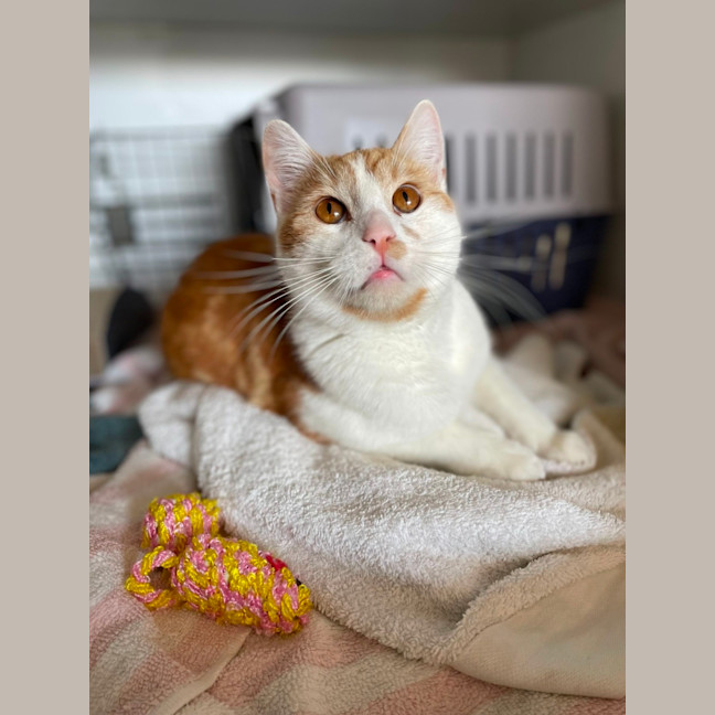 Photo of Weasly  Meet Me At Petstock Kingsford!