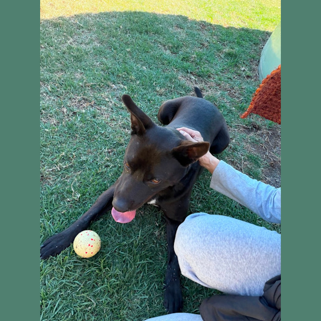 Photo of Shadow