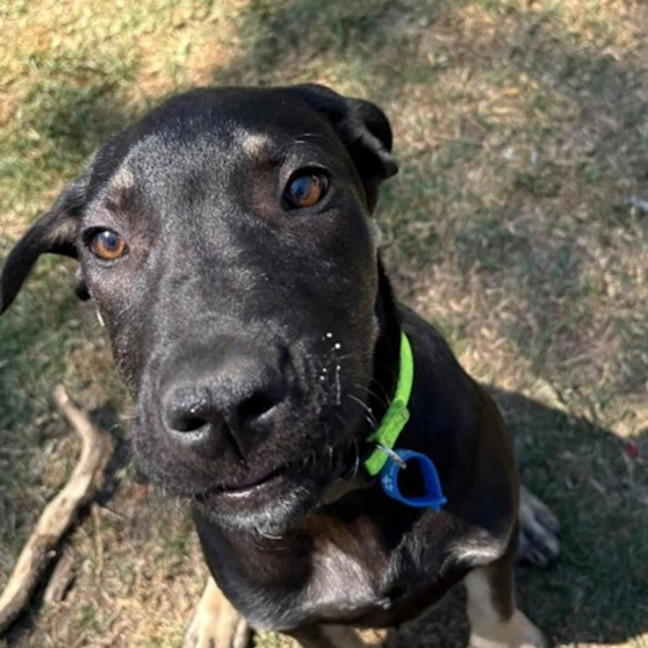 Photo of Apollo