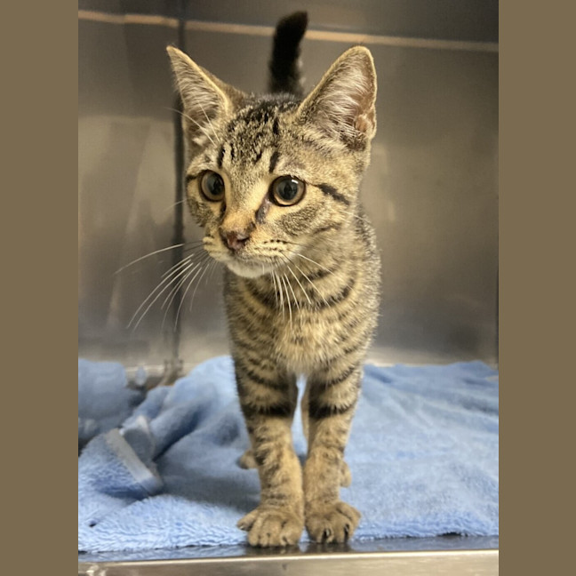 Photo of Cecil