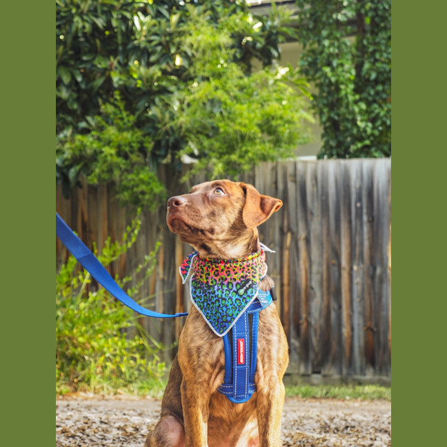 Photo of Chilli
