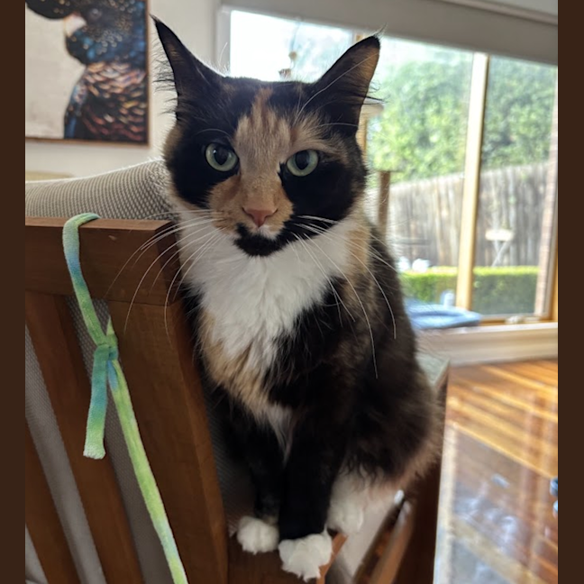 Photo of Maisie